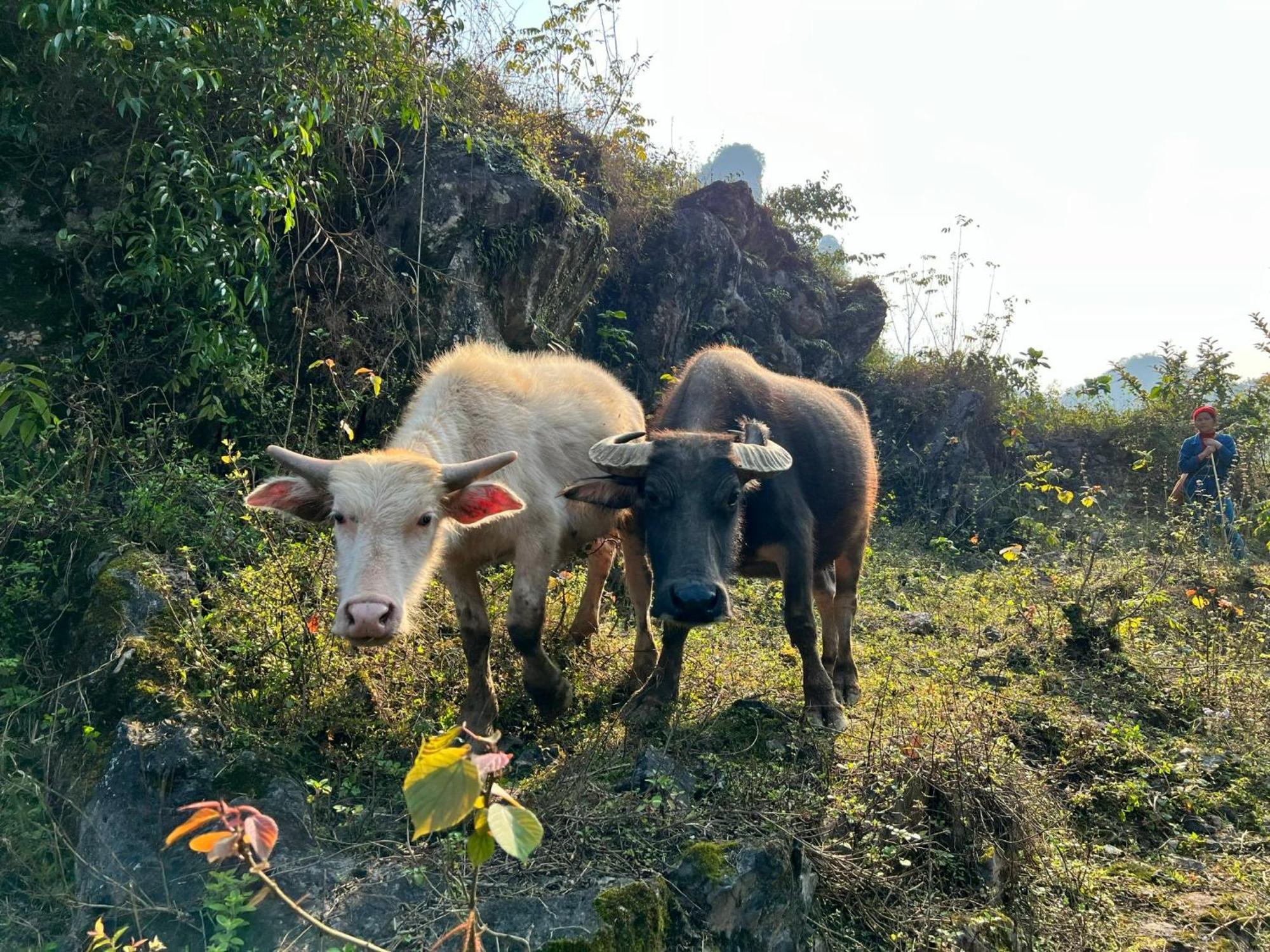 Nasan Farm *